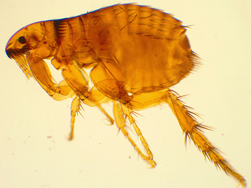 Flea Under a Microscope Image