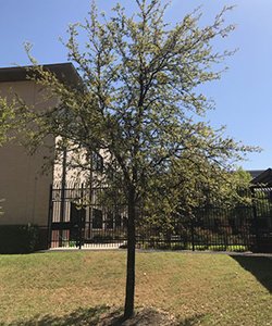 tree-alone.jpg tree-alone.jpg