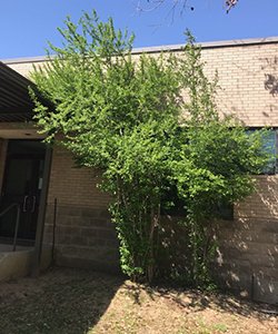 tree-building.jpg tree-building.jpg
