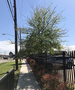 tree-sidewalk-lot.jpg tree-sidewalk-lot.jpg