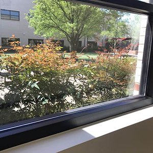 window-bush.jpg window-bush.jpg