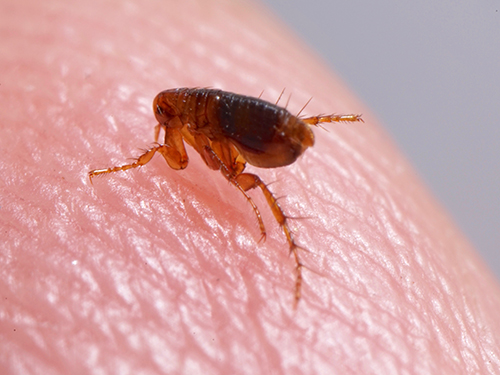 Close Up of Flea on Skin Image