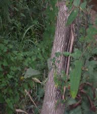 Tenmile Creek Preserve