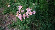 Tenmile Creek Preserve