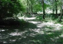 North Mesquite Creek Preserve