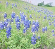 Riverbend Preserve Trinity River Greenbelt