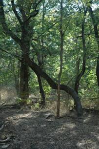 Muddy Creek Preserve