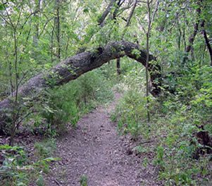 Lee F. Jackson Spring Creek Forest Preserve